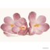 Плитка Cersanit Casablanca FLOWER 8×450×300
