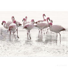 Плитка   Opoczno Elegant Stripes PANNO FLAMINGO декор 2 10×750×500