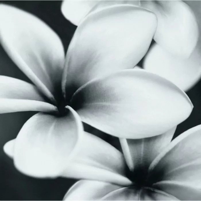 Плитка Opoczno Pret-a-Porter Flower Grey Composition декор 10×750×750 Плитка Opoczno Pret-a-Porter Flower Grey Composition декор 10×750×750