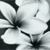 Плитка Opoczno Pret-a-Porter Flower Grey Composition декор 10×750×750